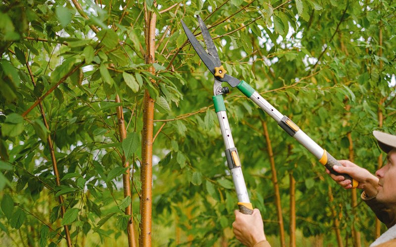 Tree trimming in Peach Springs, AZ